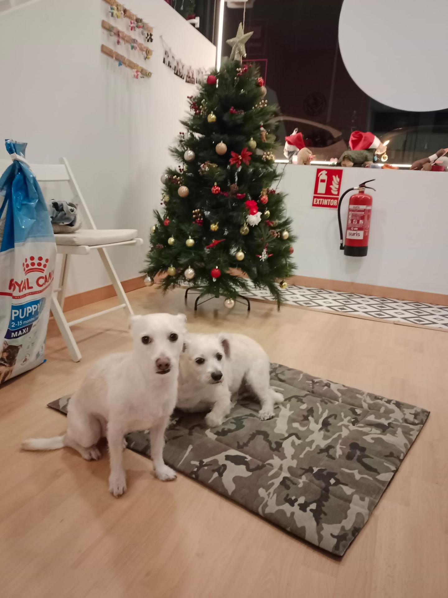 Guardería canina PET&Me 3