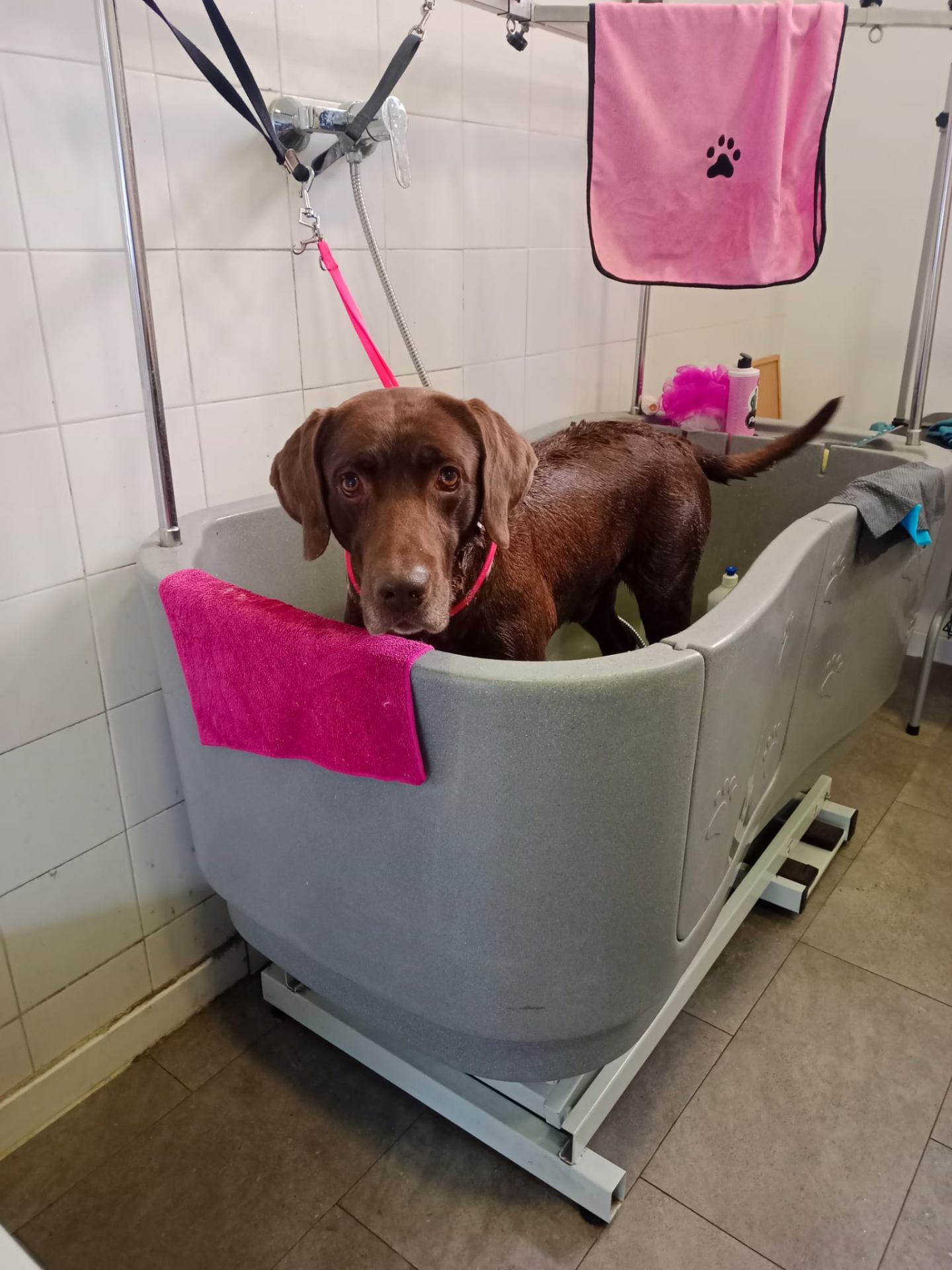 Baño canino 2